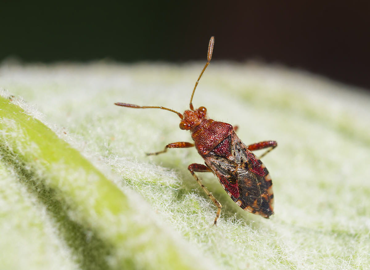 Rhopalus subrufus.jpg