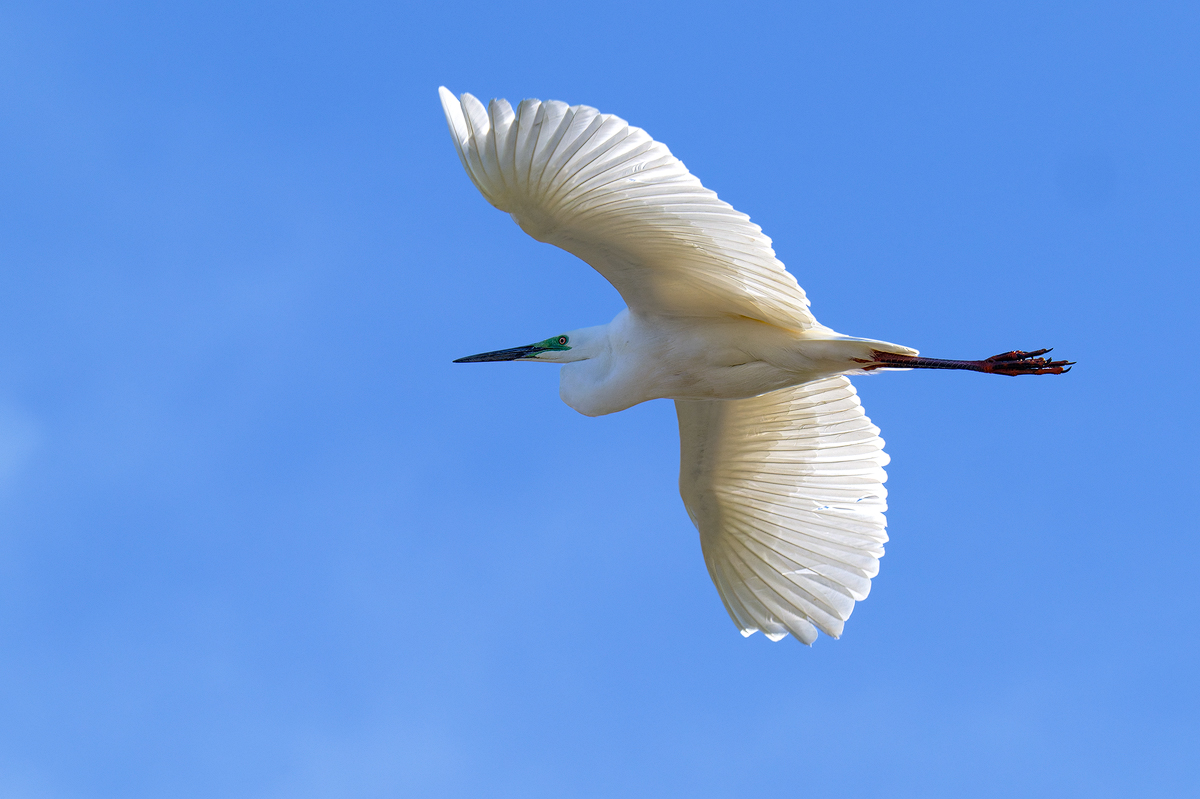 Silberreiher 5a 2026.jpg