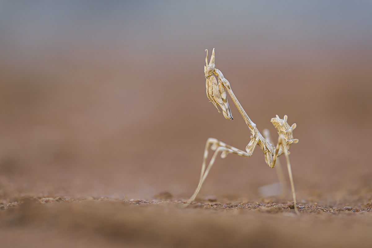 Larve pennata-1655.jpg