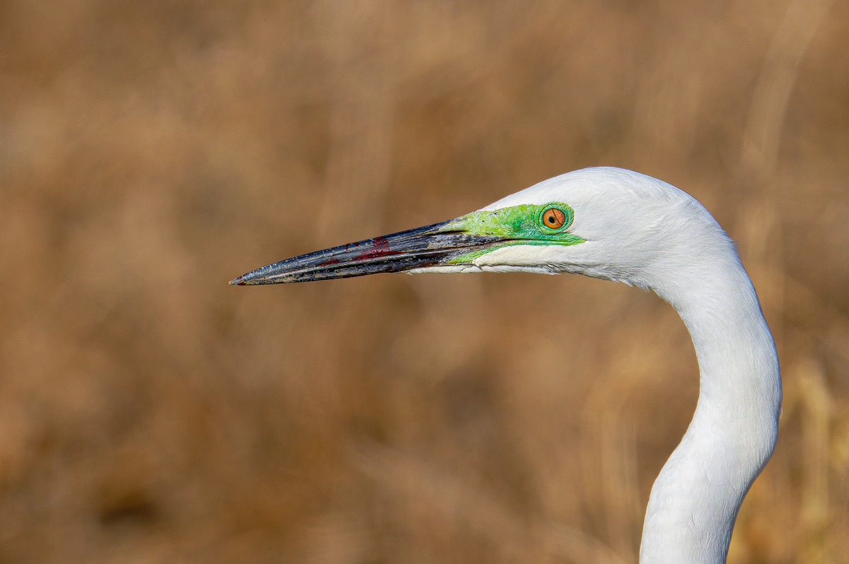 Silberreiher 1a 2026.jpg