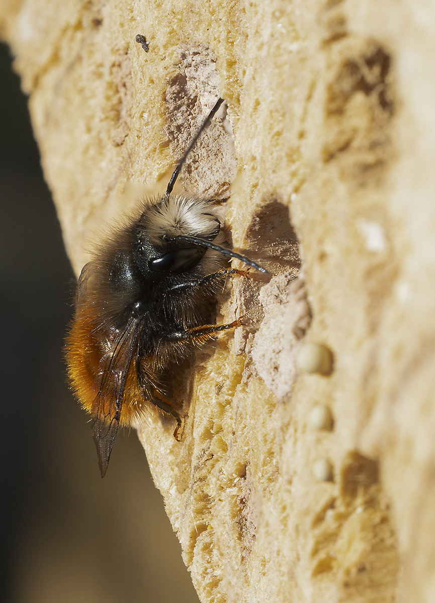 MB_männchen Kopie.jpg