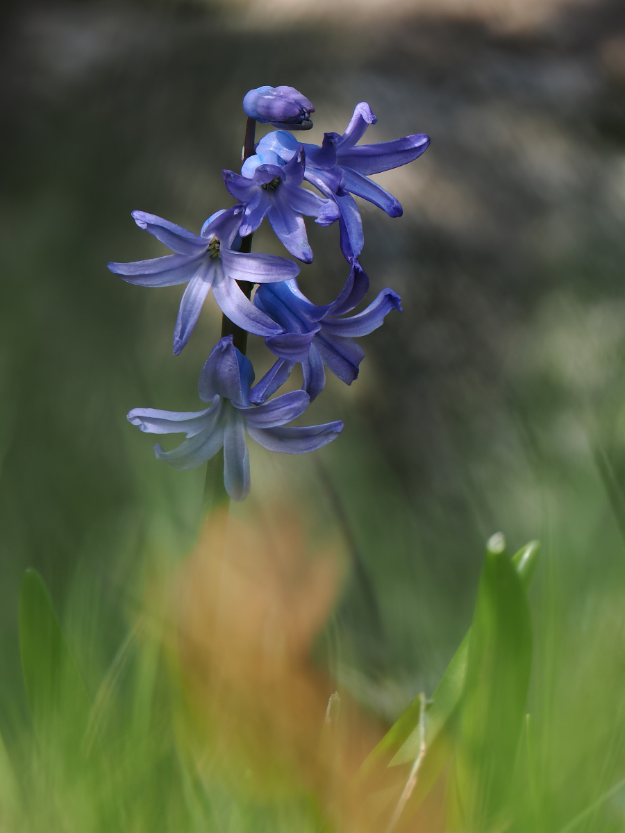 2026-03-05_15-18-05_P3050188_Stack_aus_7 (Meth B,Radius12,Smoothing4)a_filtered_klein.jpg