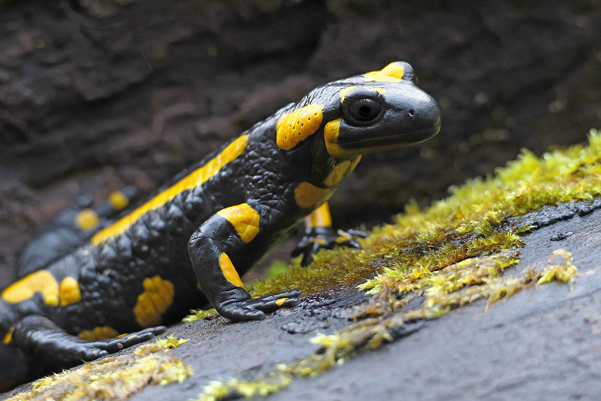 Feuersalamander_8W8A0402_1200b.jpg