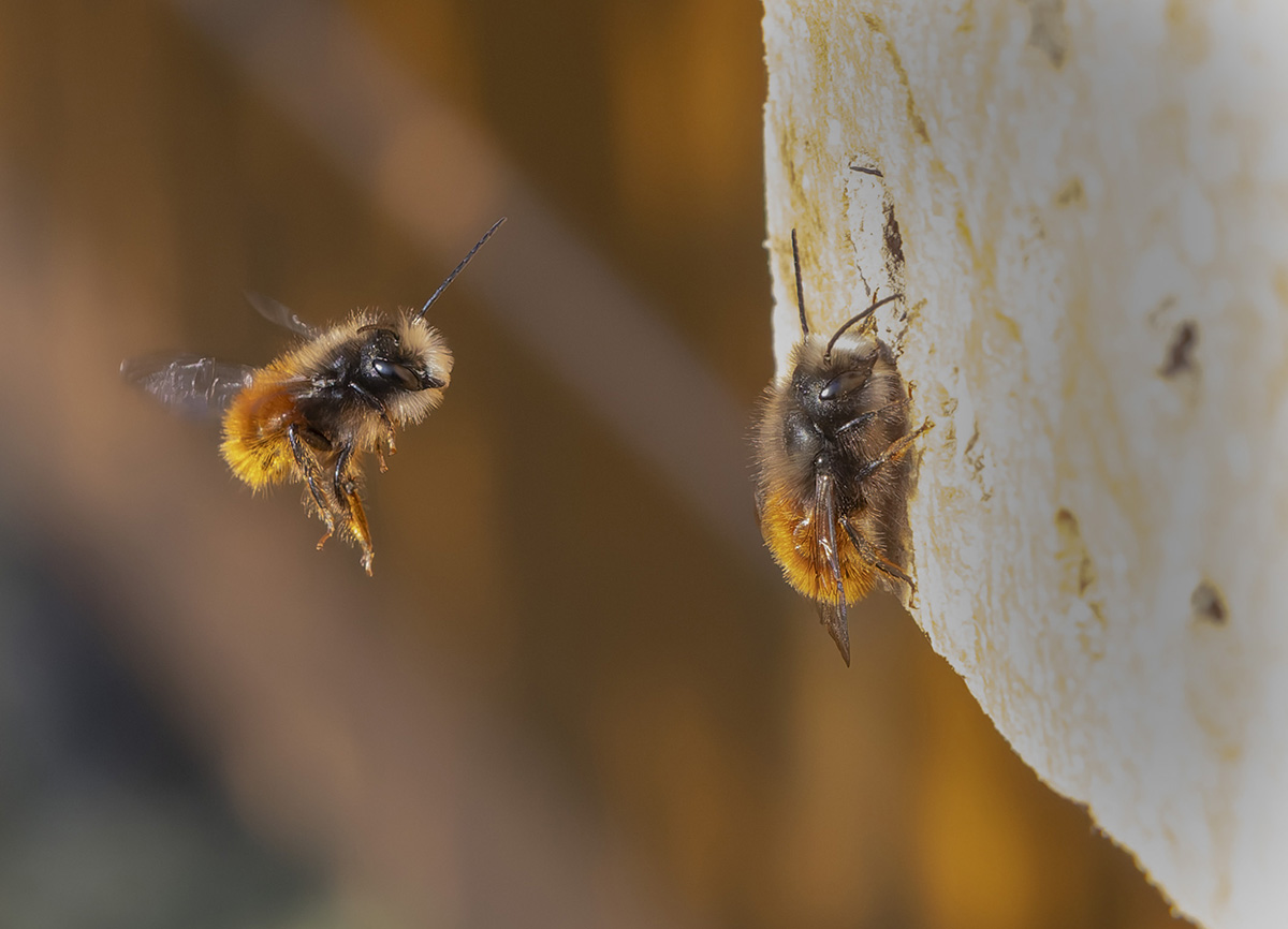 Konkurrenz Kopie.jpg