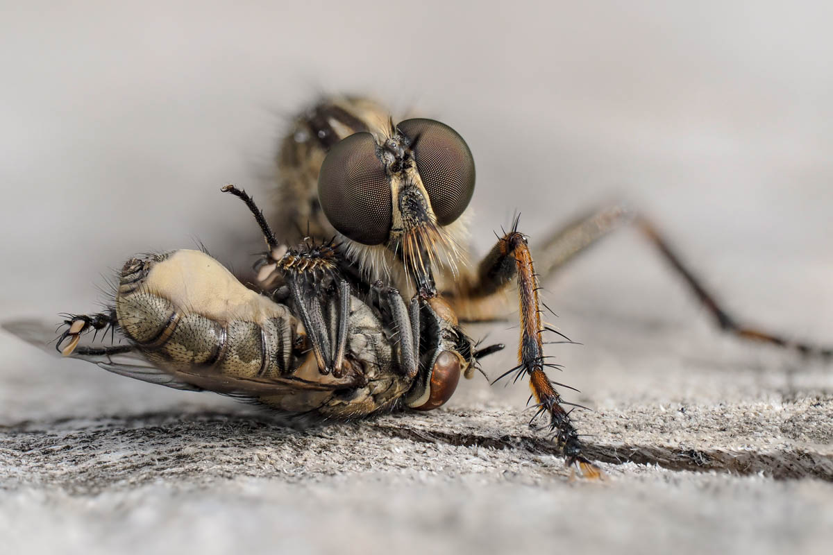 2023-12-24 17-05-04 (B,R17,S3)-Bearbeitet.jpg