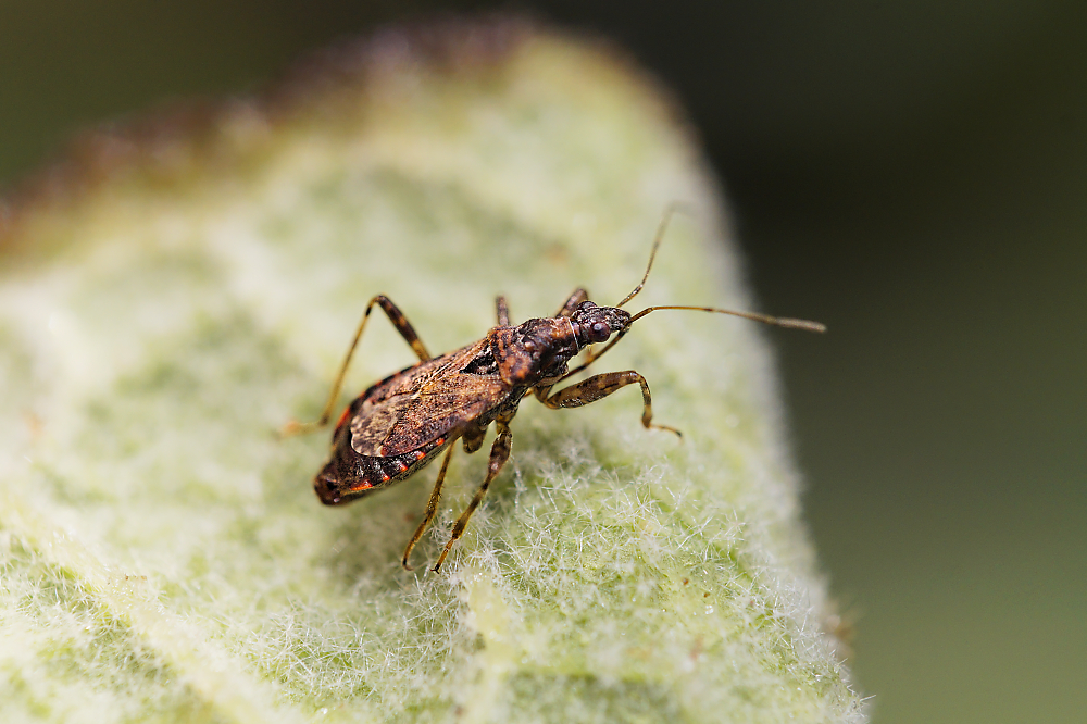 Ameisensichelwanze.jpg