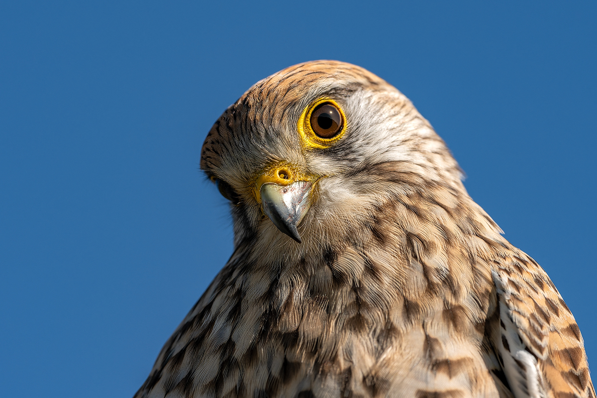 Turmfalke 140a 2026.jpg