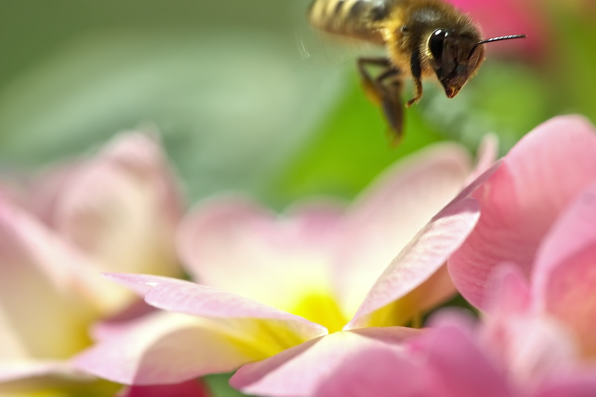 DSC07453 Wer fliegt denn da ins Bild... kl.jpg