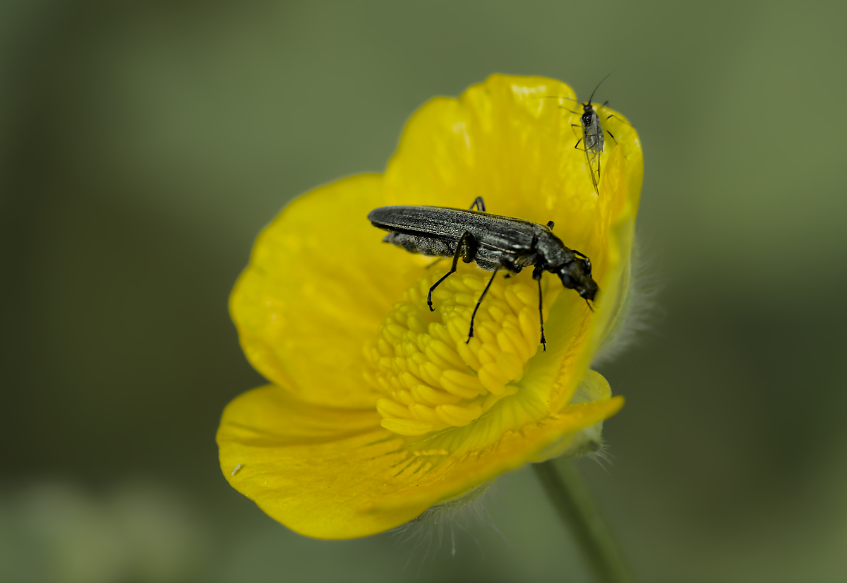 Am Butterblümchen.jpg