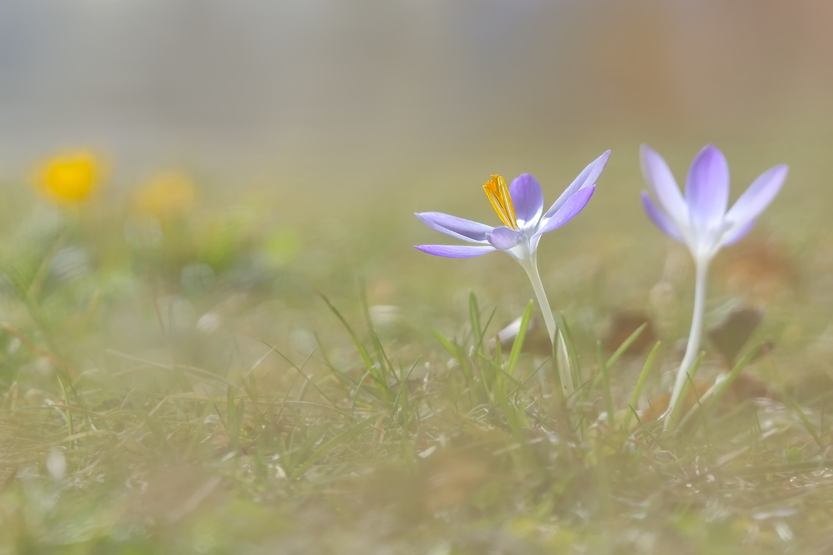 DSC07414 Der Frühling ist lila... kl.jpg