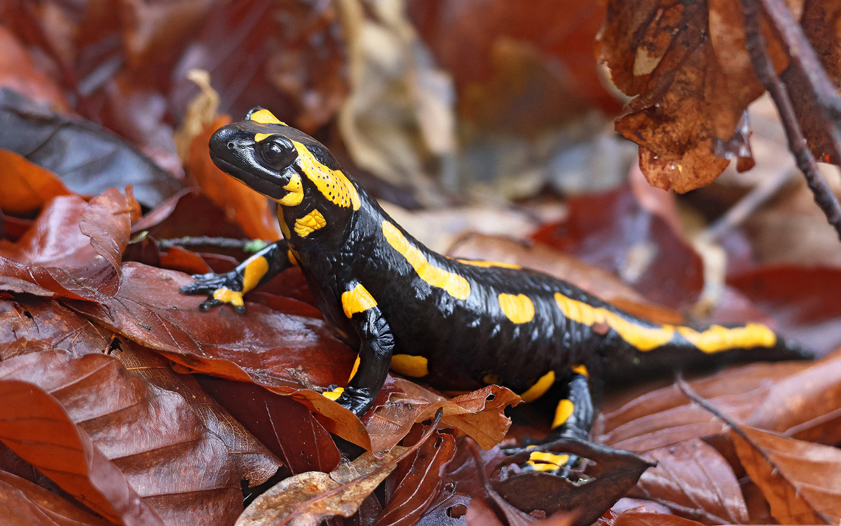 Feuersalamander_8W8A0676_1200.jpg