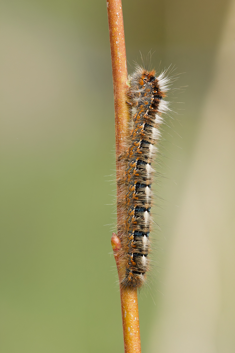 3C3A0731_DxO klein.jpg