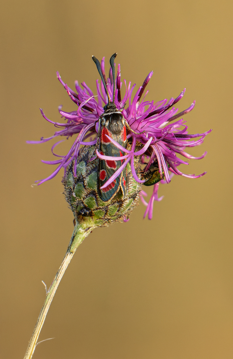 Widderchen 4a 2025.jpg