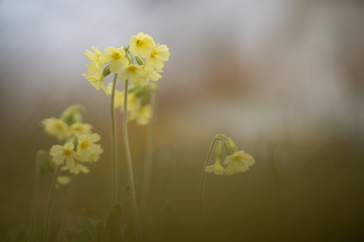 20260317-112127-002-MWeiler-ÖWiesen-Hohe-Schlüsselblume-Primula-elatior.jpg