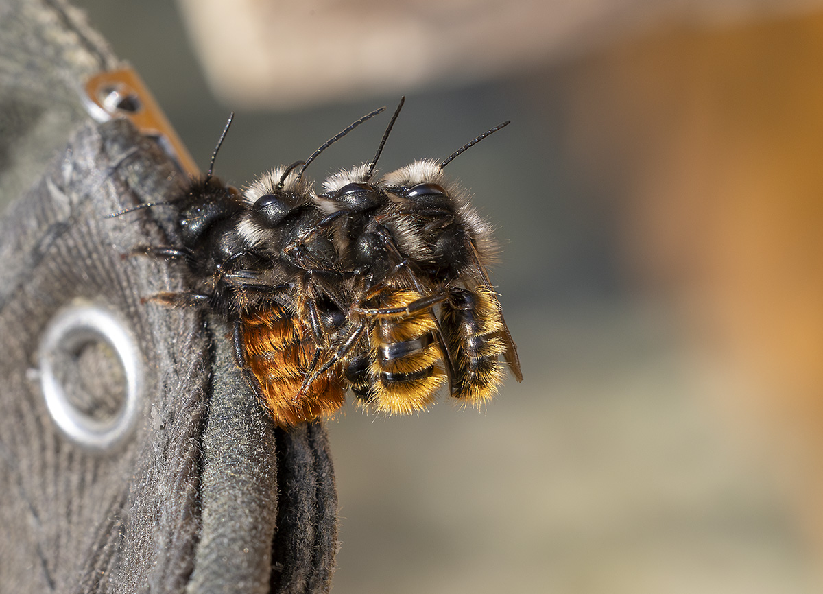 Osmia cornuta_kopie.jpg