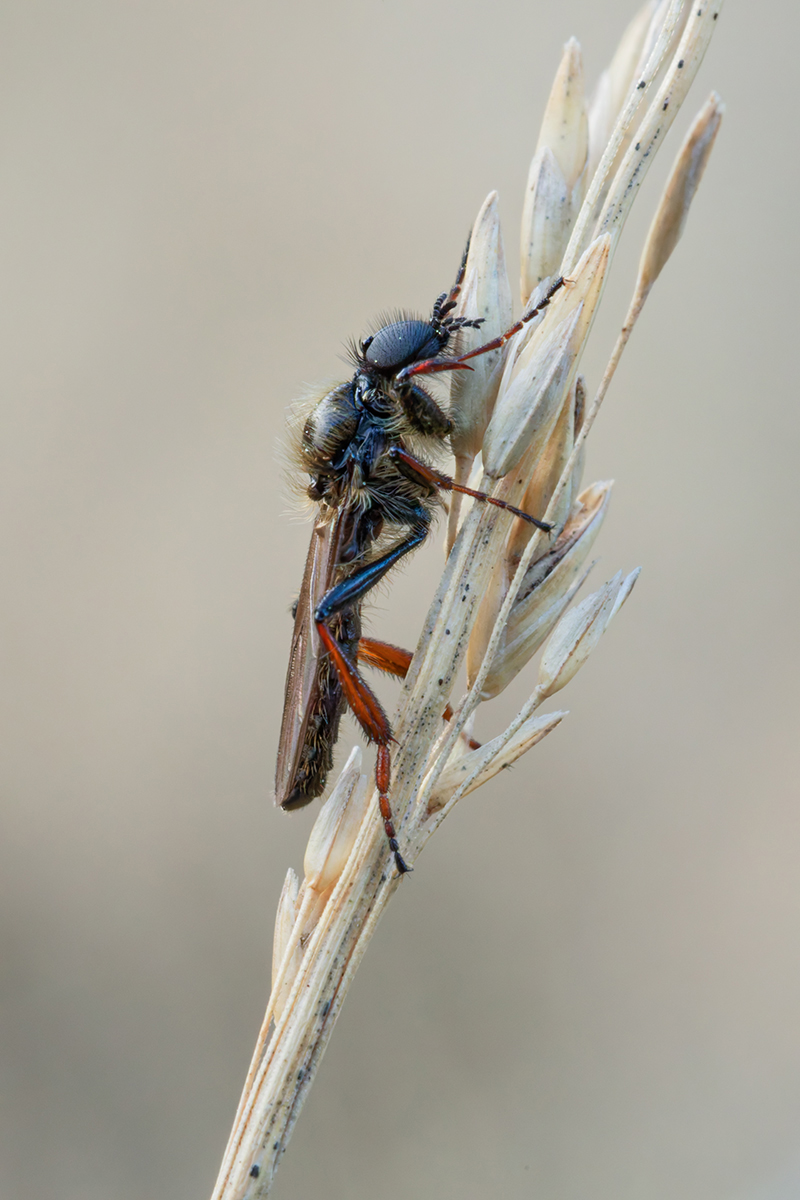 3C3A1781_DxO_DxO klein.jpg