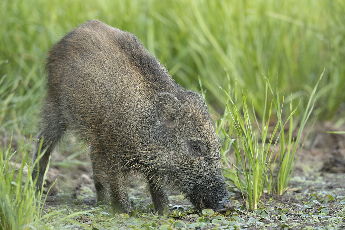 Frischling_am_See_1 Kopie.jpg