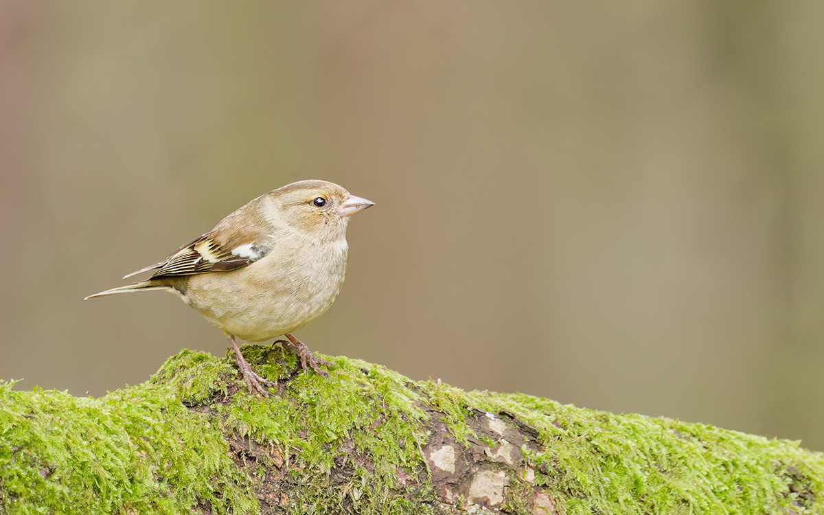 3C3A0421_DxO_DxO_DxO klein.jpg