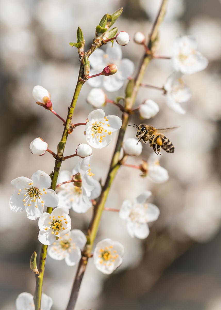 IMG_5746_B.zum HF_.jpg