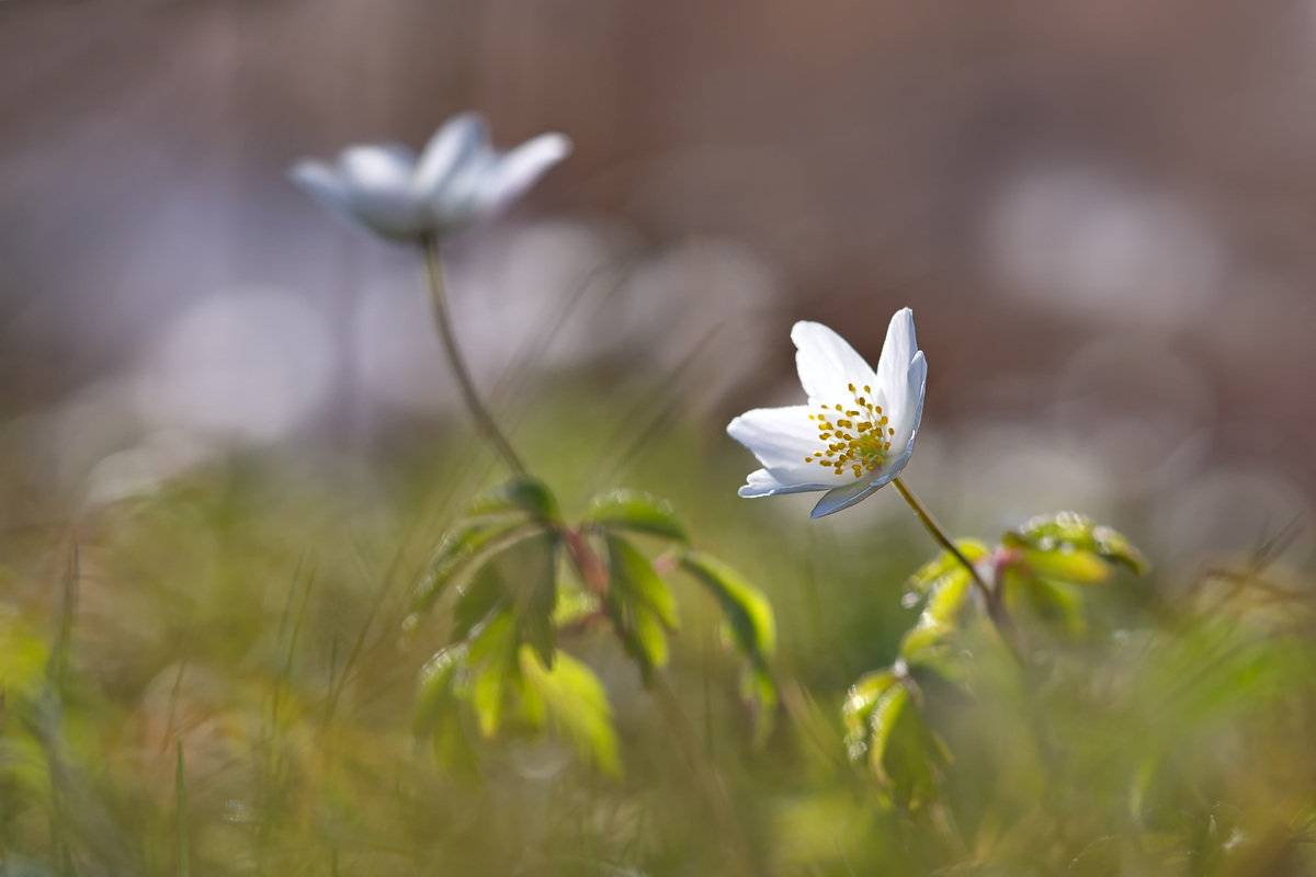 DSC07549 BuWiRö im Gegenlicht... kl.jpg