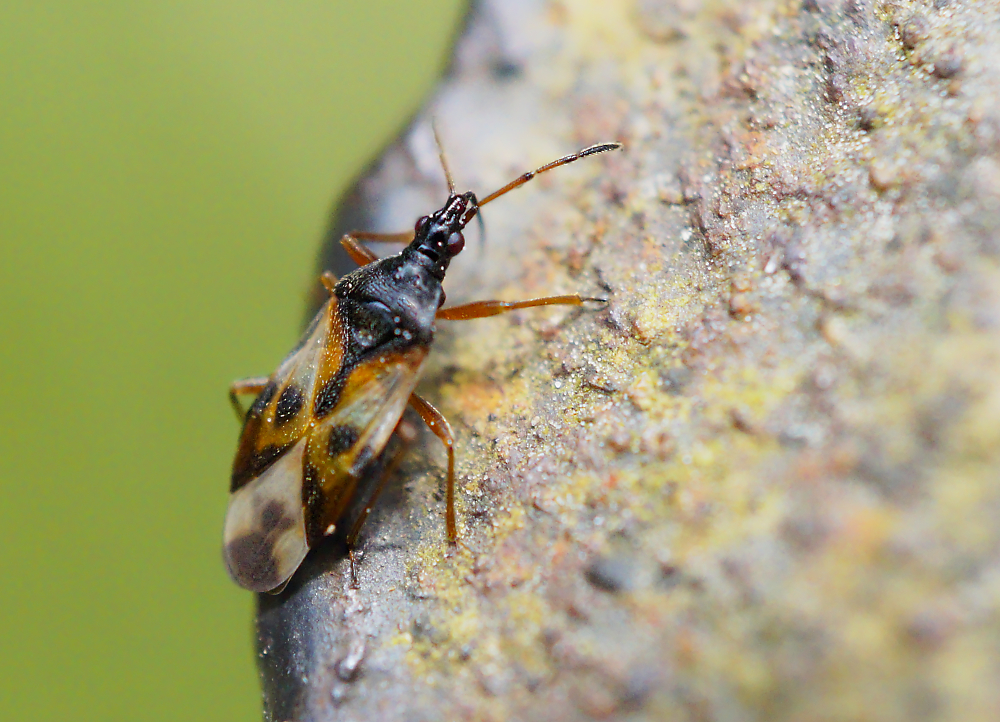 Anthocoris nemorum.jpg