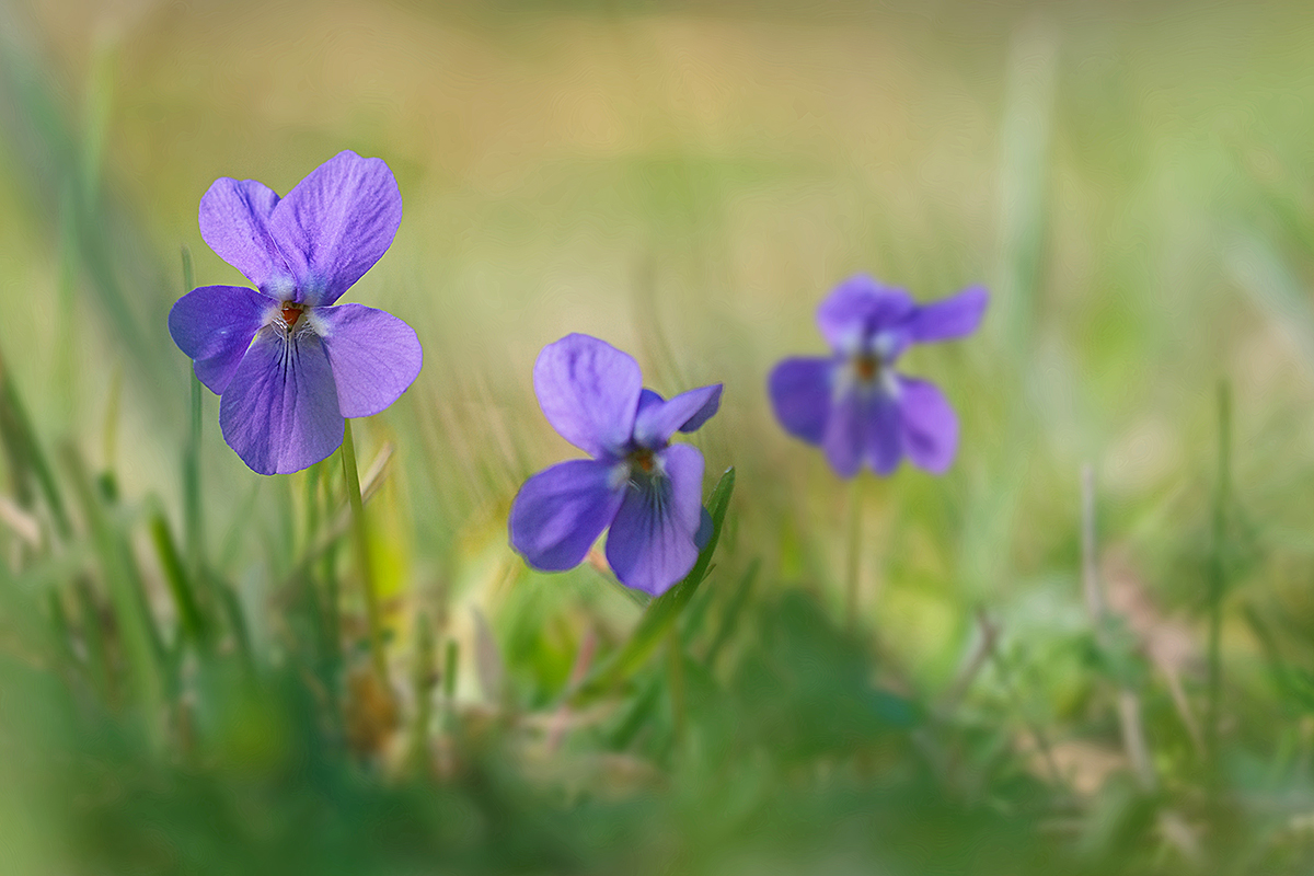 IMG_9581_SHARPEN projectsDENOISE projects_20260319_130051.jpg