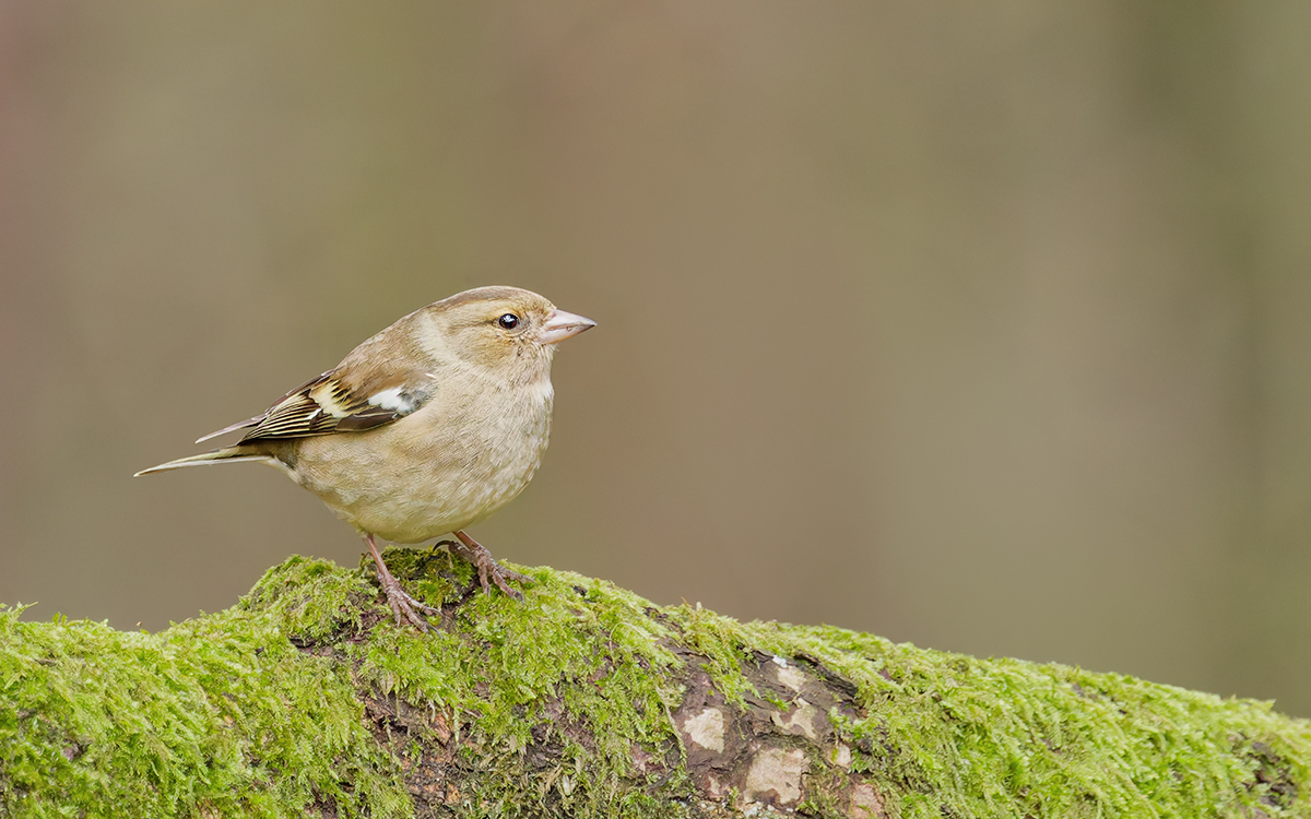 3C3A0421_DxO_DxO_DxO klein.jpg