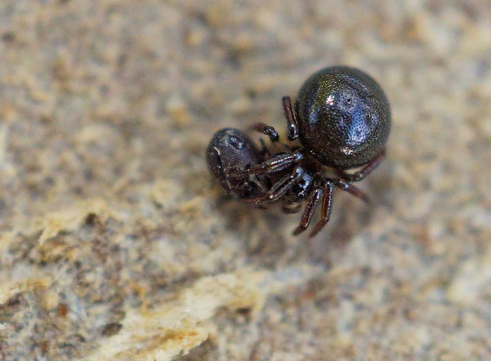 Spinnchen mit Beute.jpg