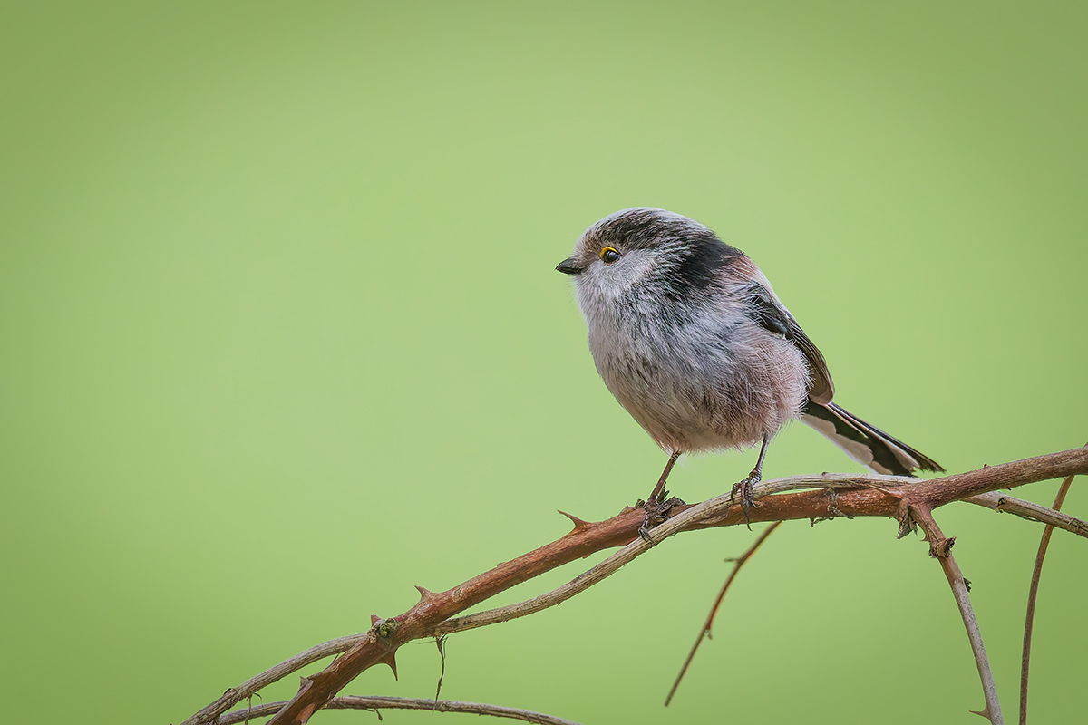 3C3A2765_DxO klein.jpg