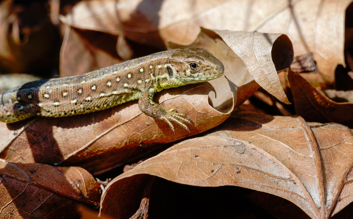 P1072832-.JPG