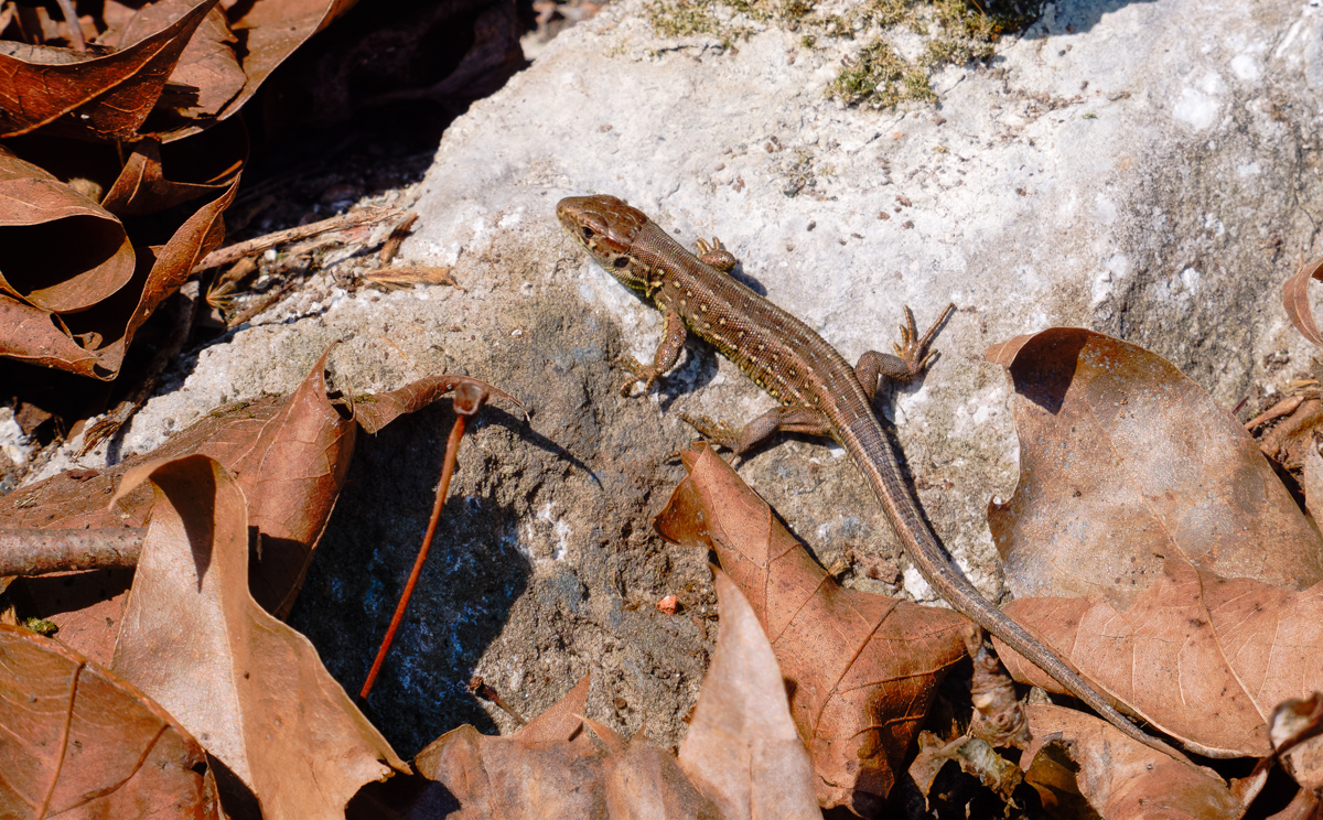 P1072825-.JPG