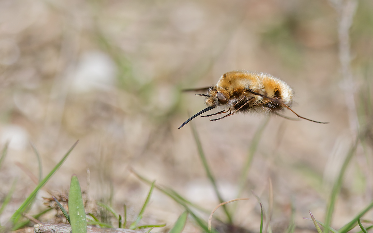 DN4A2873_DxO Klein.jpg