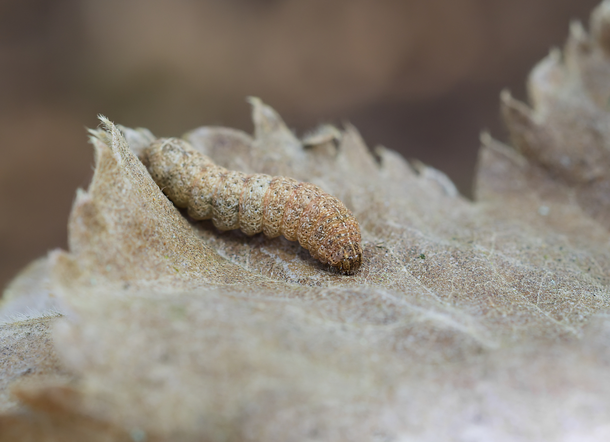 Raupe (Noctua fimbriata) 1.jpg