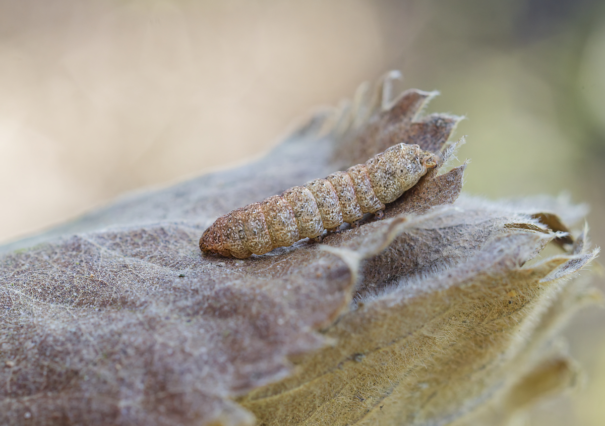 Raupe (Noctua fimbriata) 3.jpg