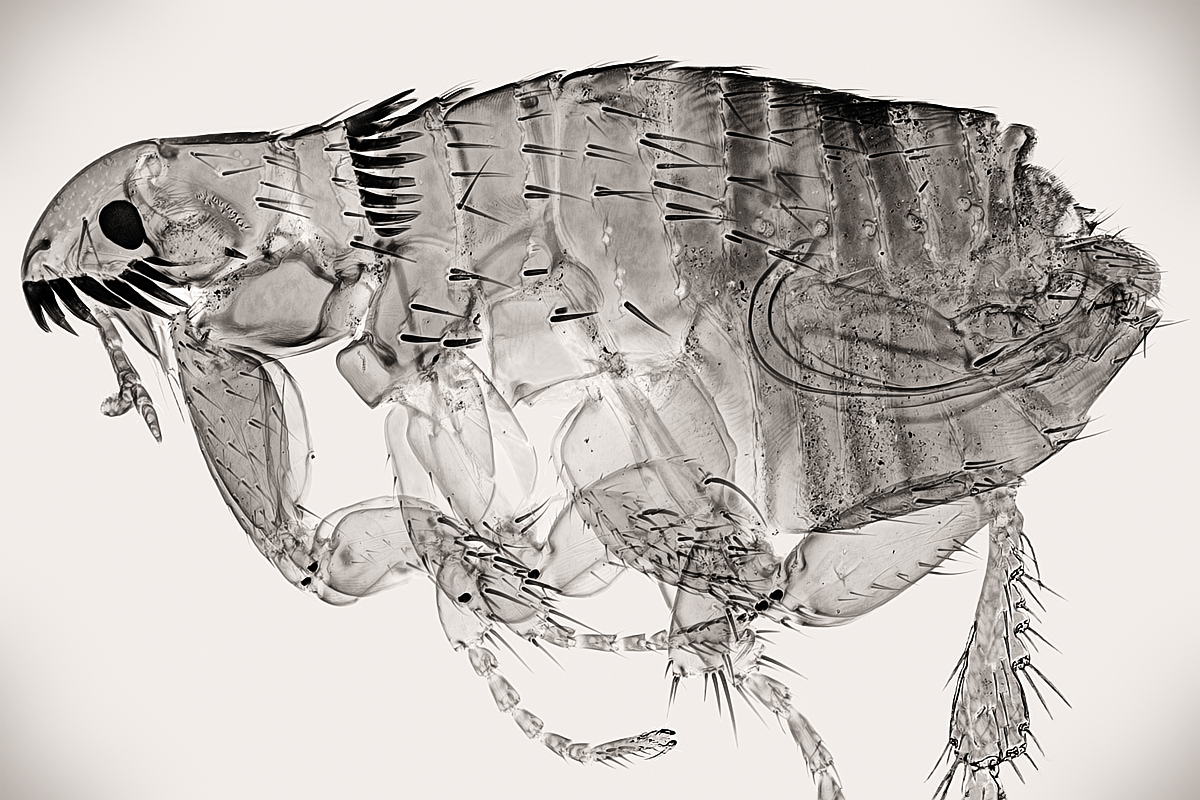 dog_flea_1200px.jpg