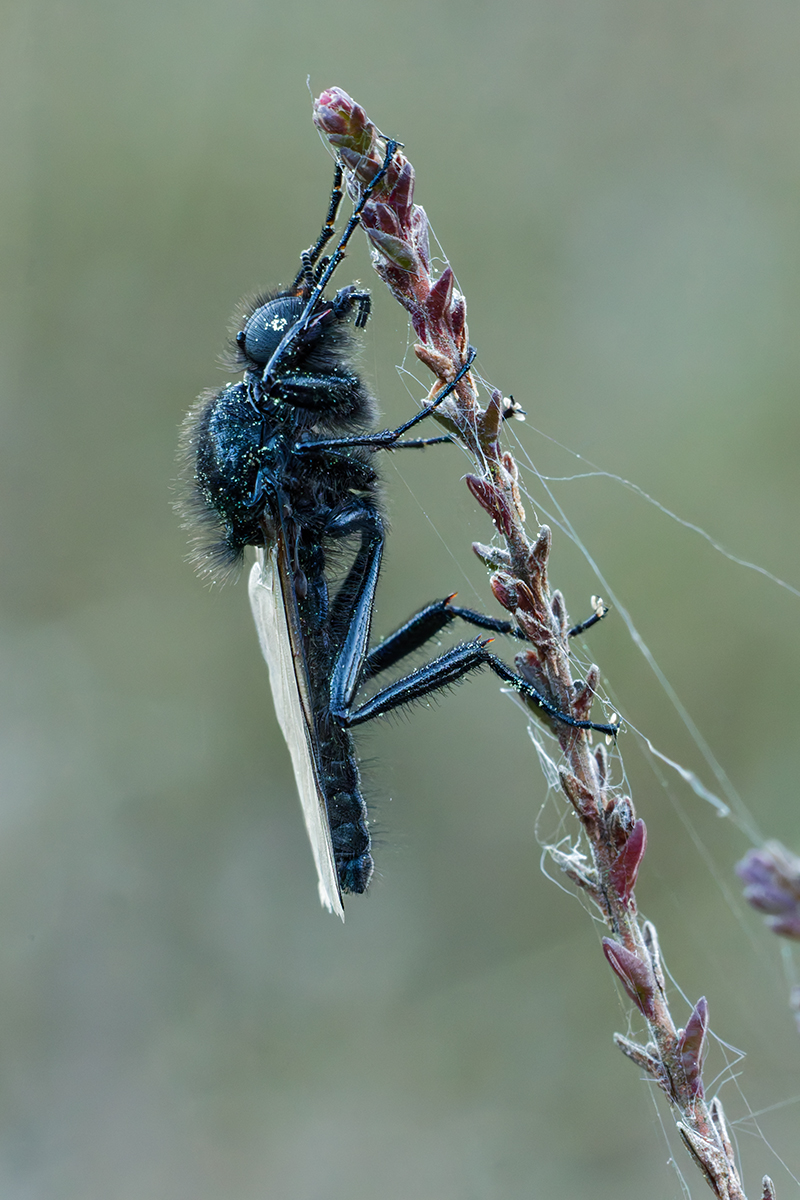 3C3A5442_DxO klein 2.jpg