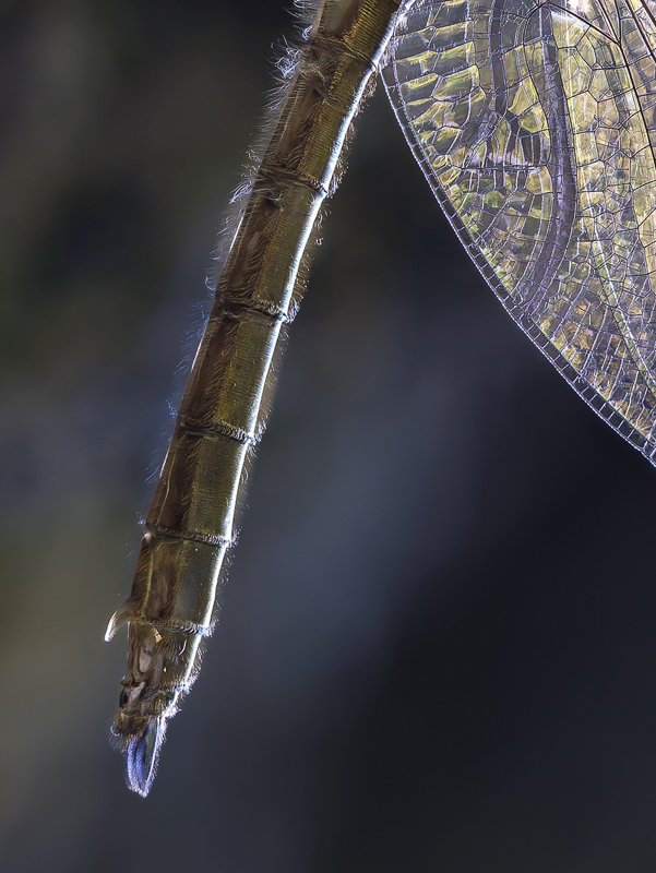 2026-05-02-15-55-50-(B,R8,S4)12-Bearbeitet-Bearbeitet-Detail-Abdomen-Kopie.jpg
