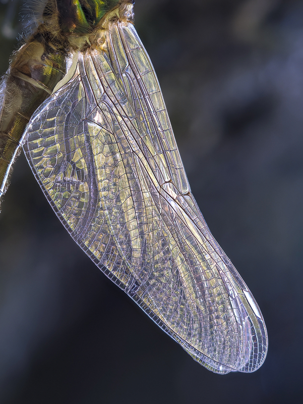 2026-05-02-15-55-50-(B,R8,S4)12-Bearbeitet-Bearbeitet-Detail-Flügel-Kopie.jpg