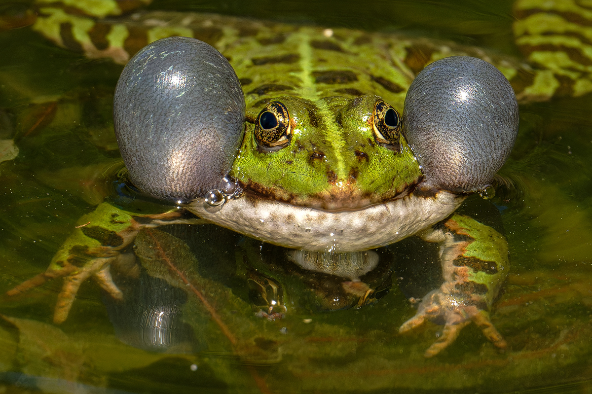 Frosch 25a 2026.jpg