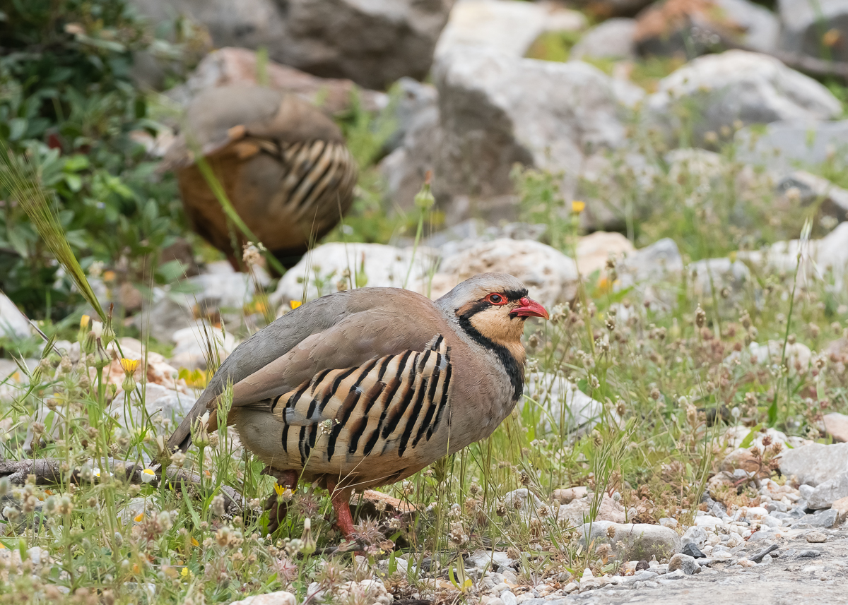 Chukarhuhn-1.jpg
