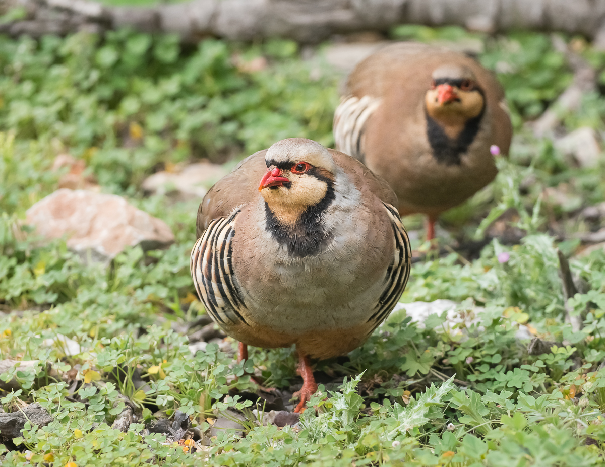 Chukarhuhn-2.jpg