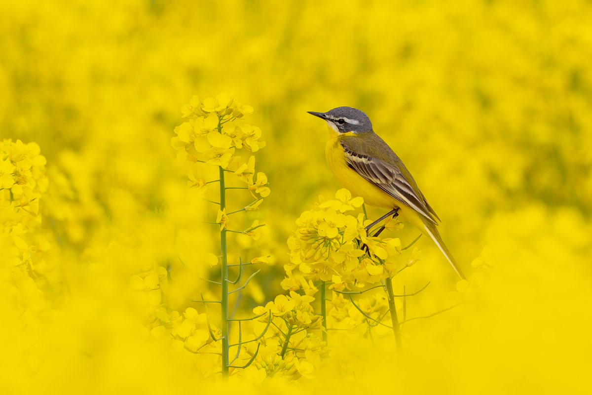 Rapsvogel.jpg