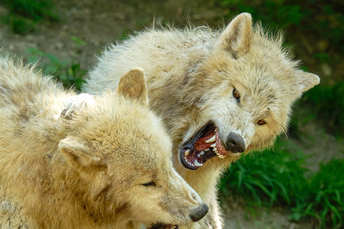 Polarwolf 7a 2026.jpg