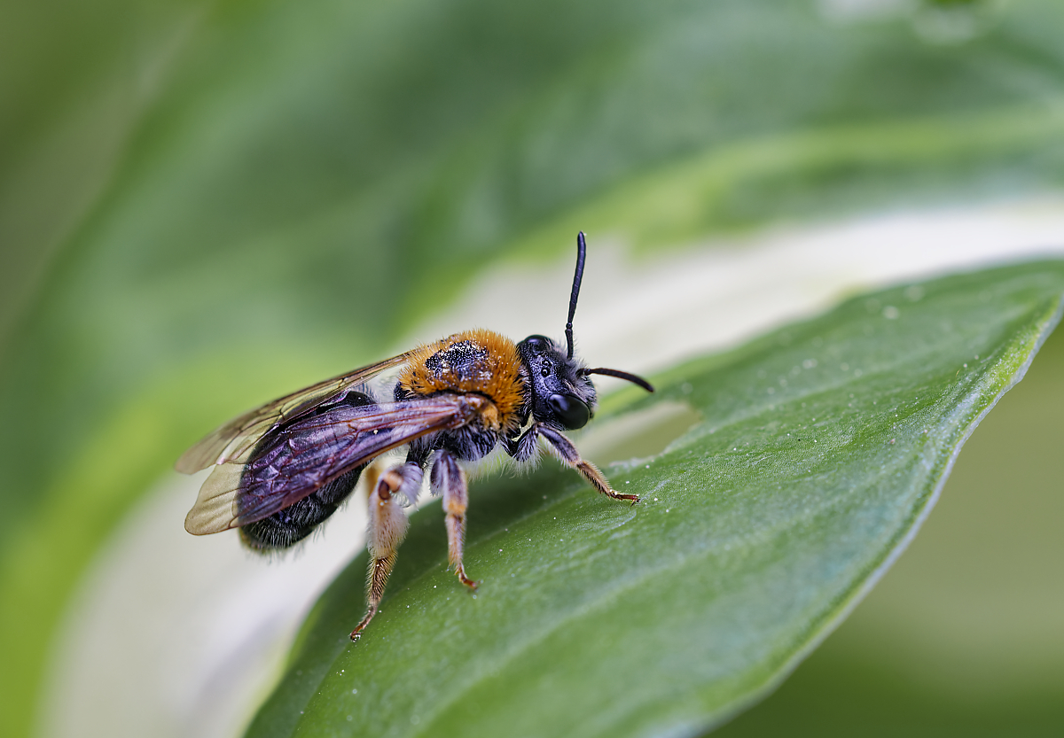 Andrena bicolor.jpg