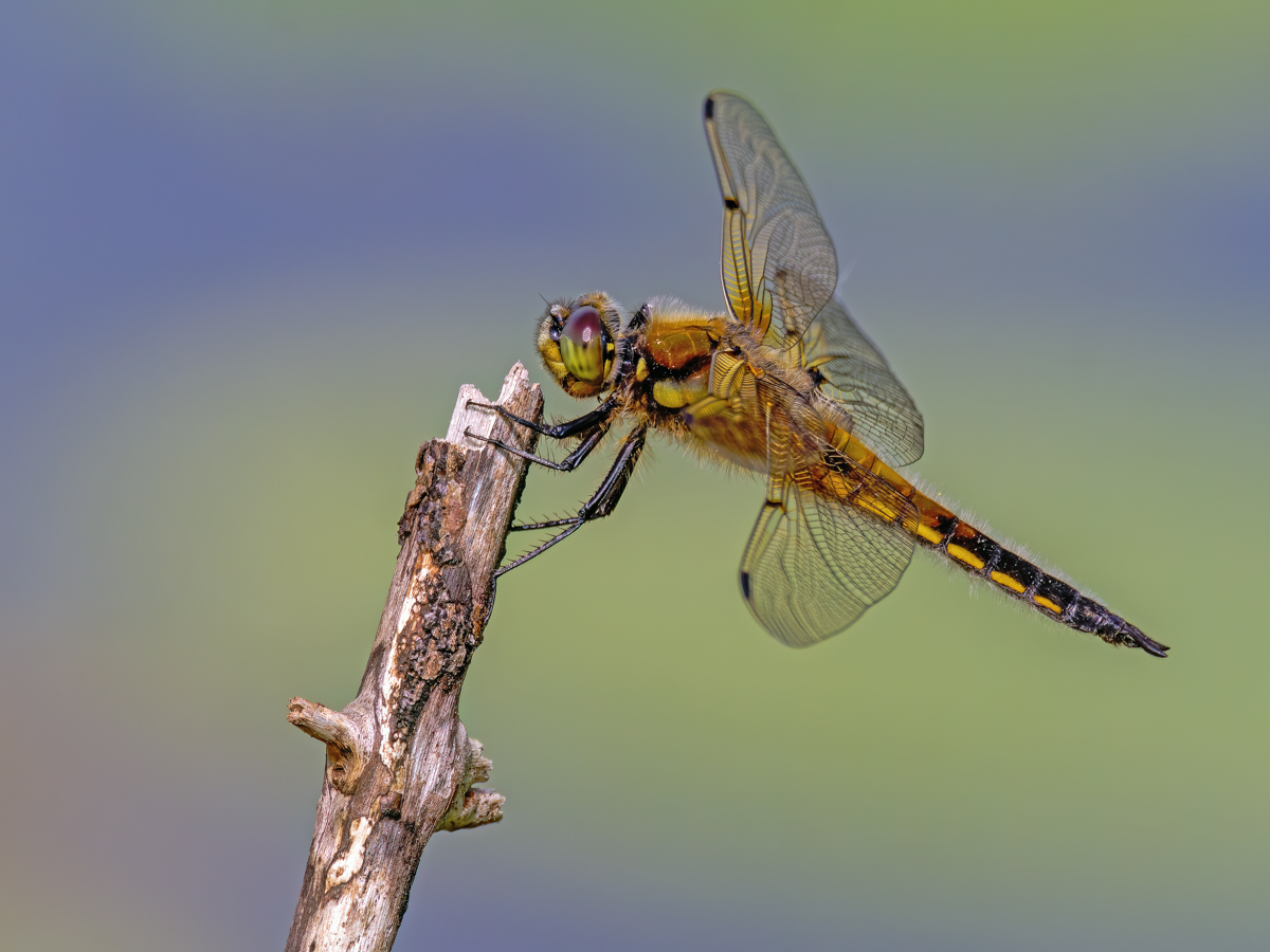 P1073821-.JPG