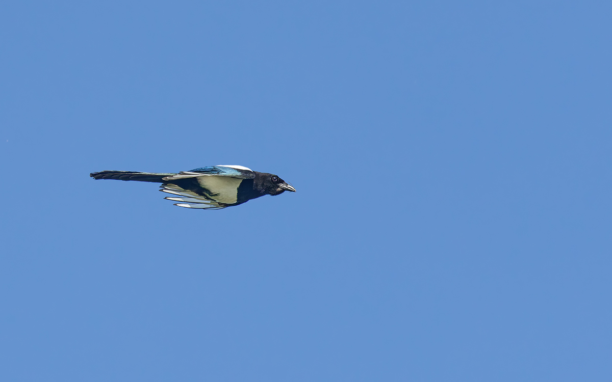 3C3A7220_DxO klein. jpg.jpg