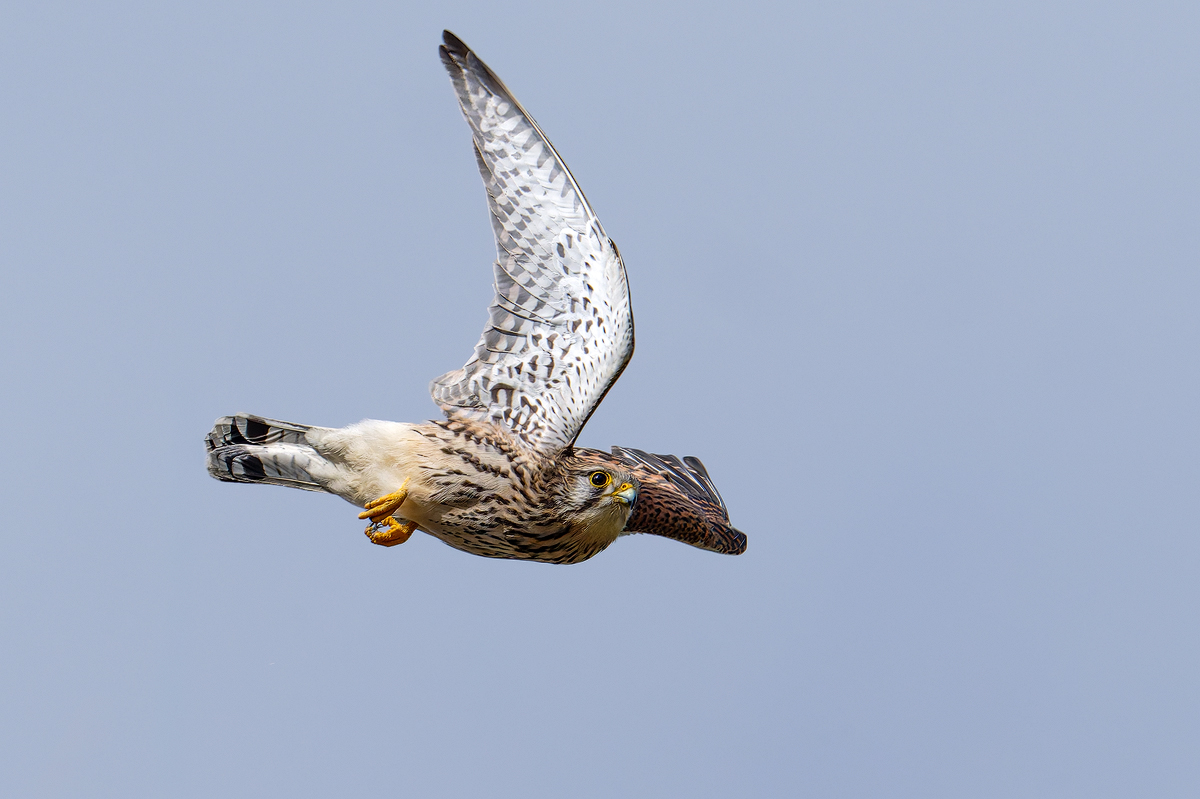 Turmfalke 146a 2026.jpg