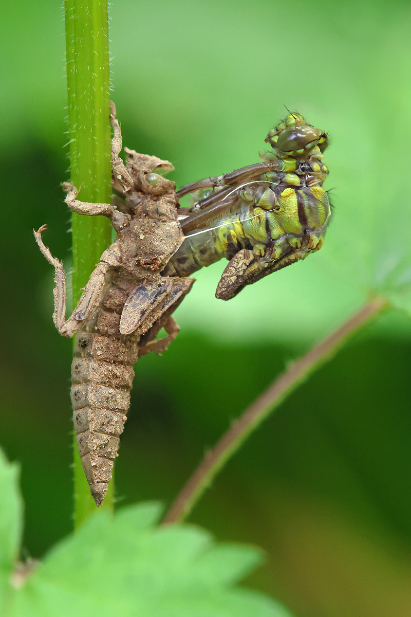 Gomphus vulgatissimus_m_Schlupf_8W8A0504_1200.jpg