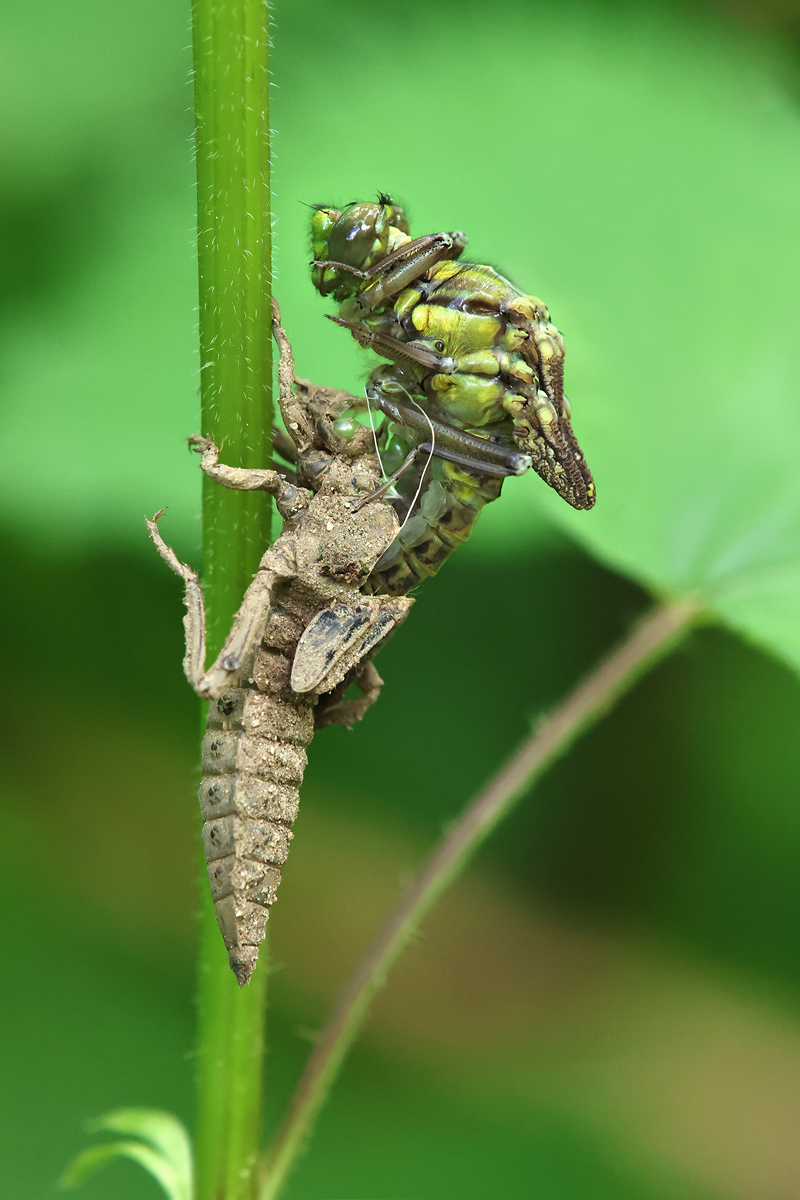 Gomphus vulgatissimus_m_Schlupf_8W8A1274_1200.jpg