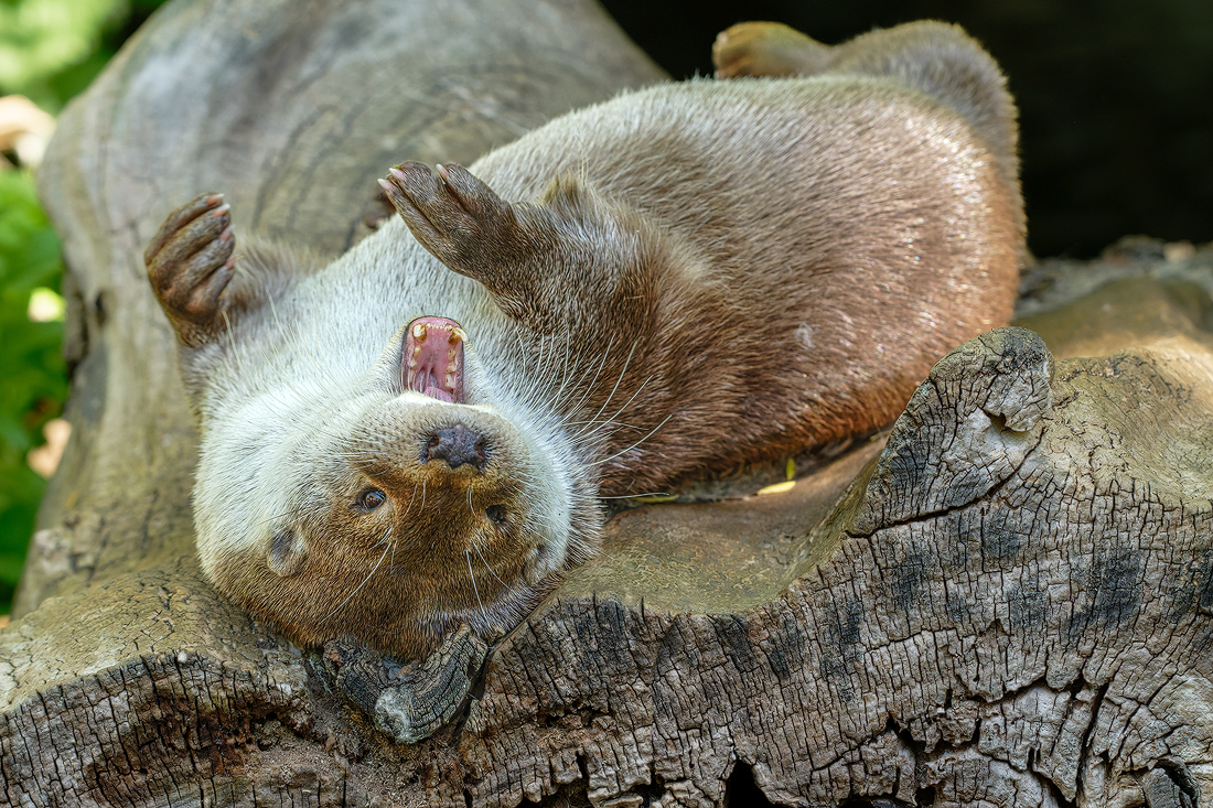 Otter 4a 2026.jpg